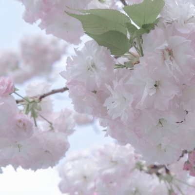 中山福瑞交流群